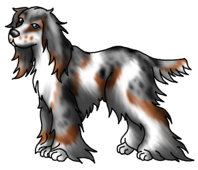 Spaniel2