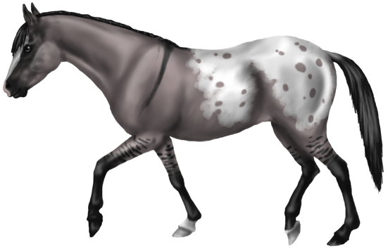 Okapi