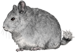 Chinchilla WE