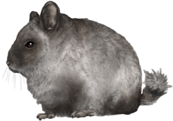 Chinchilla WE