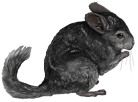 Chinchilla WE