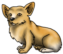 Corgie7