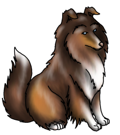 Sheltie1