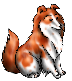 Sheltie1