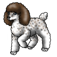 Poodle3