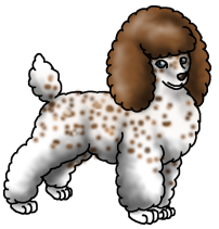 Poodle4