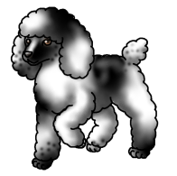 Poodle5